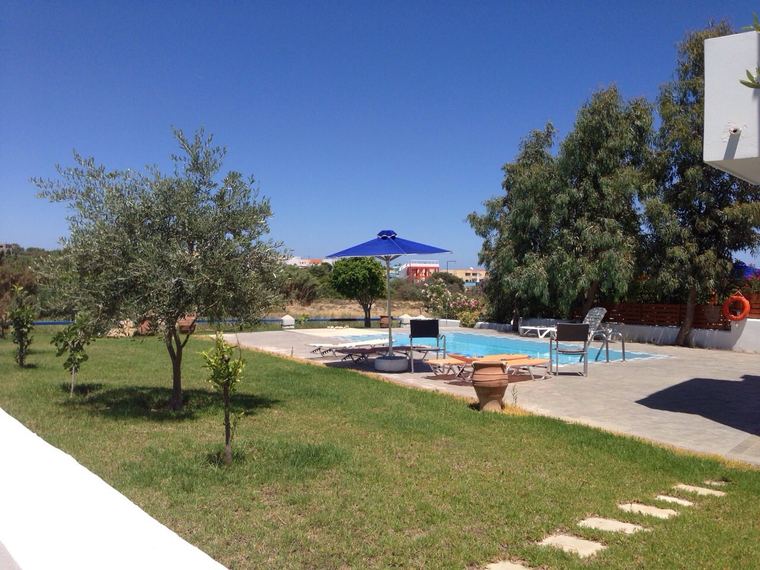 The olive trees in the garden